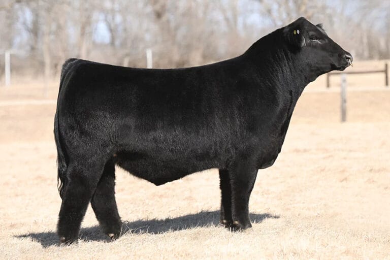 Simmental – Premium Beef Genetics