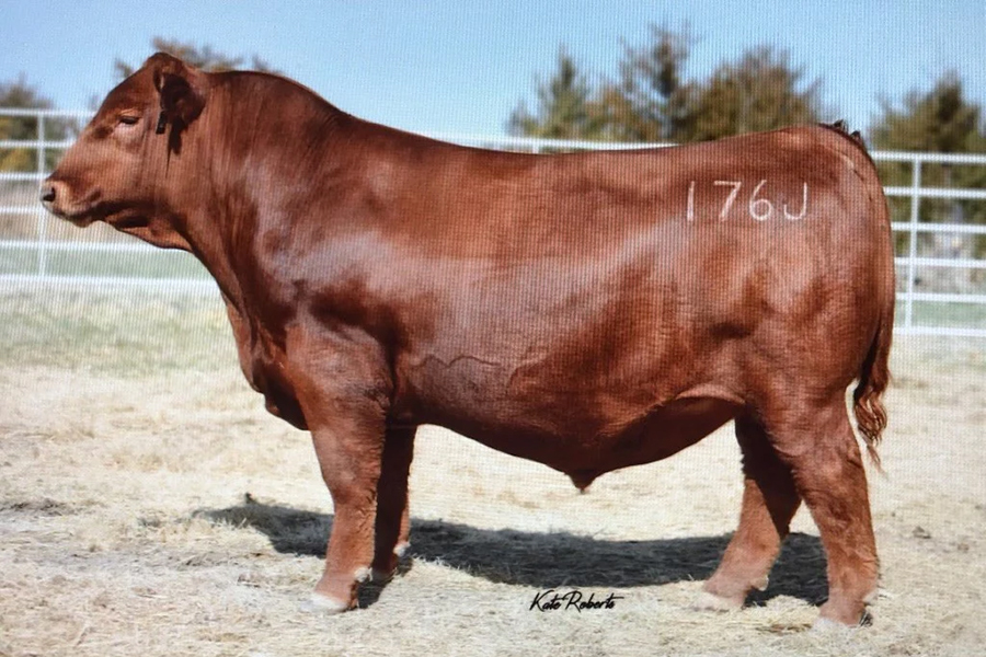 J6 BLAZER 176J – Premium Beef Genetics