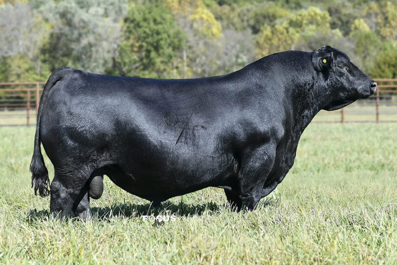 COLEMAN MONTANA 8182 – Premium Beef Genetics