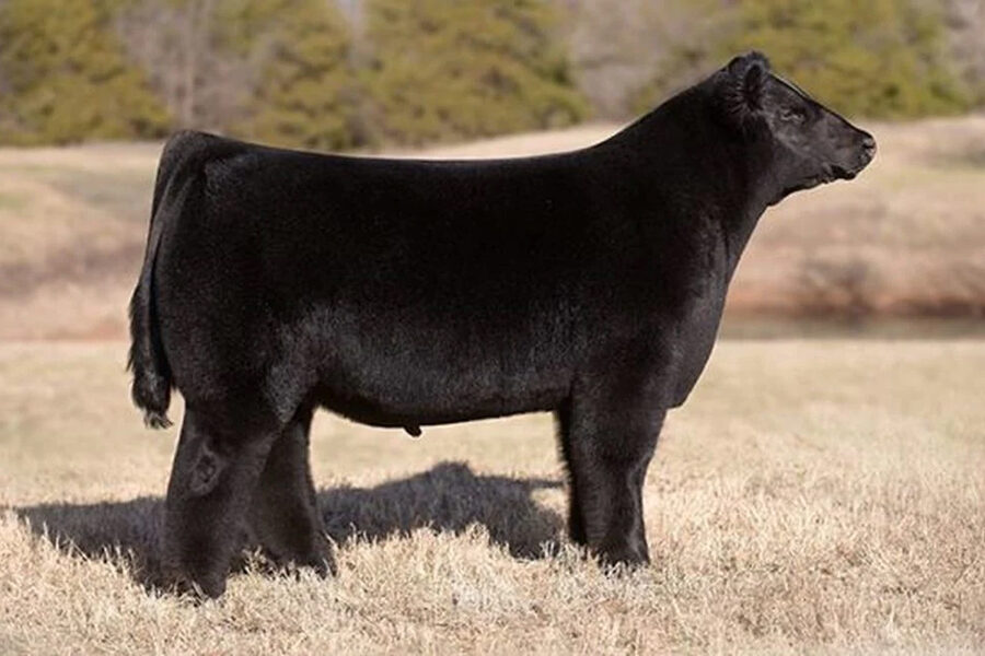 MAN OF THE YEAR – Premium Beef Genetics