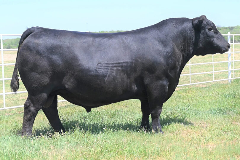 COLEMAN NIGHT WATCH 9259 – Premium Beef Genetics