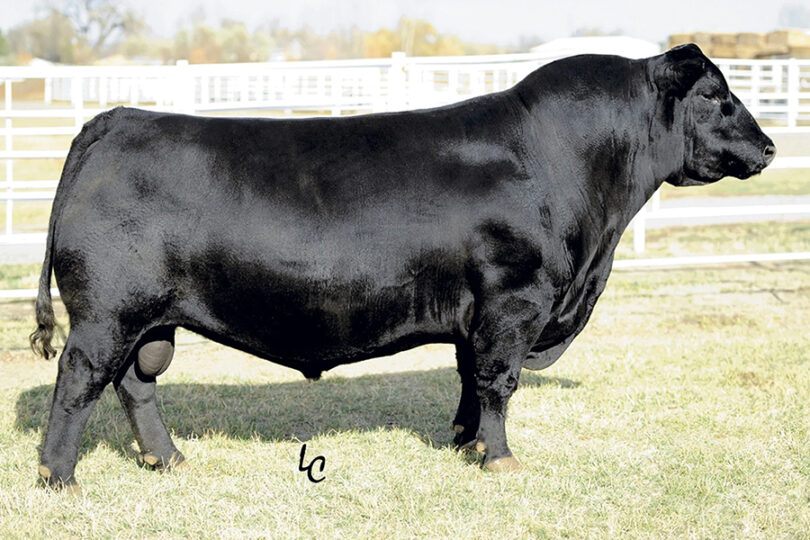 HF HI-COUNTRY 7L – Premium Beef Genetics