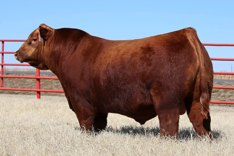 Red Angus – Premium Beef Genetics