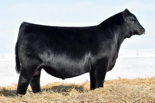 SCHILLING’S R&L CONFIDENTIAL – Premium Beef Genetics