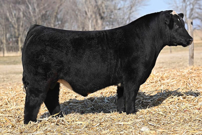 SPOT ON – Premium Beef Genetics