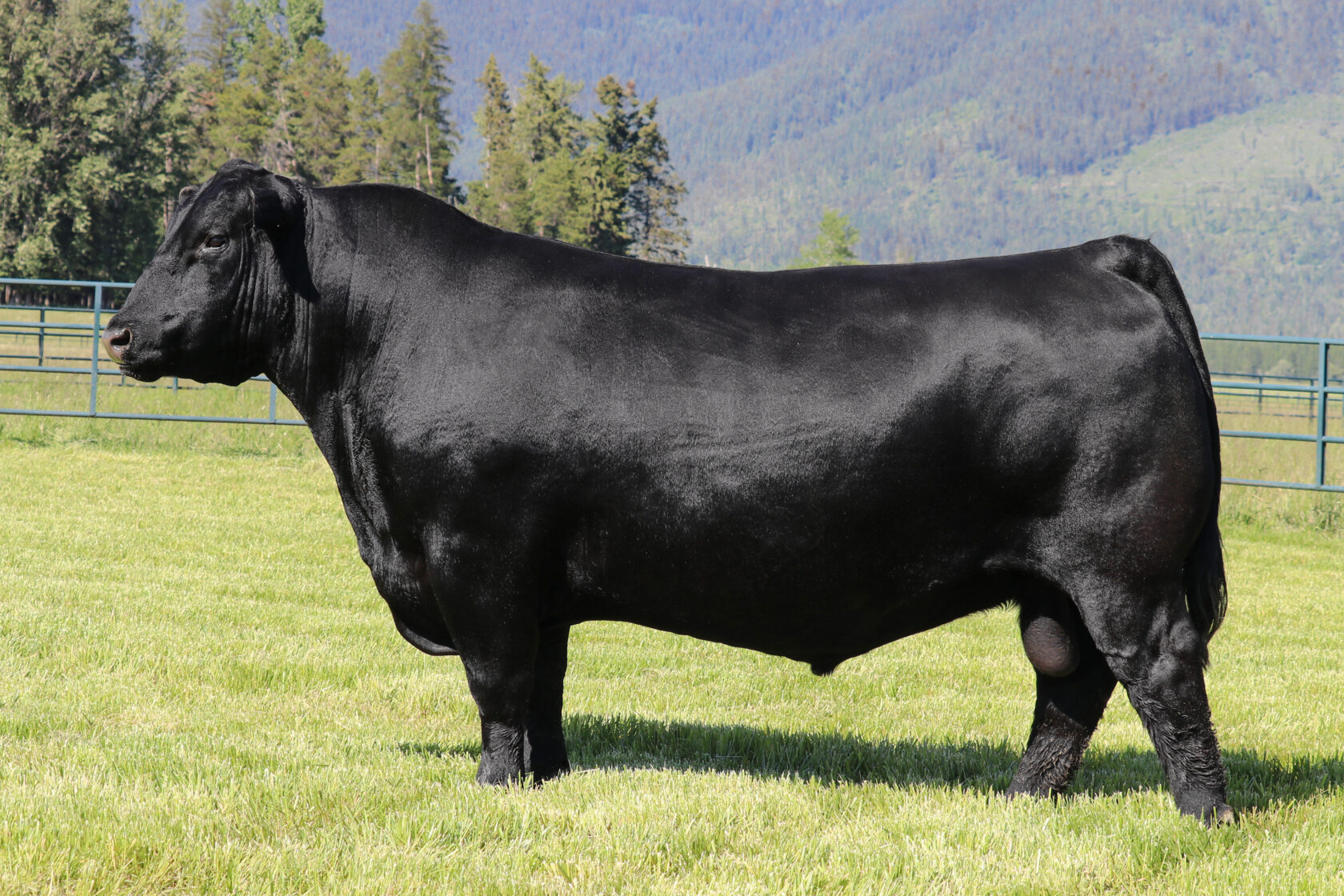 SQUARE B ATLANTIS 8060 – Premium Beef Genetics