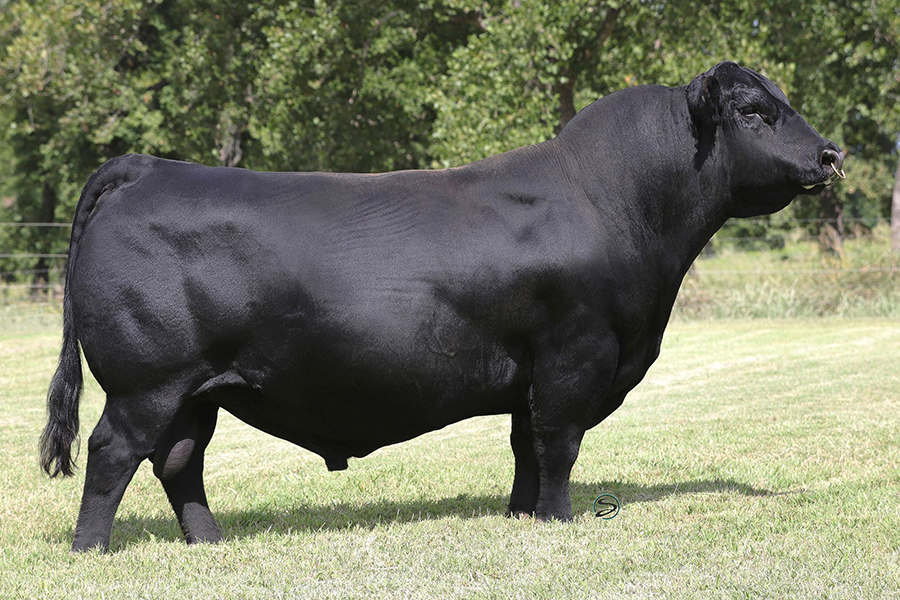 BC ROBUST 0807 – Premium Beef Genetics