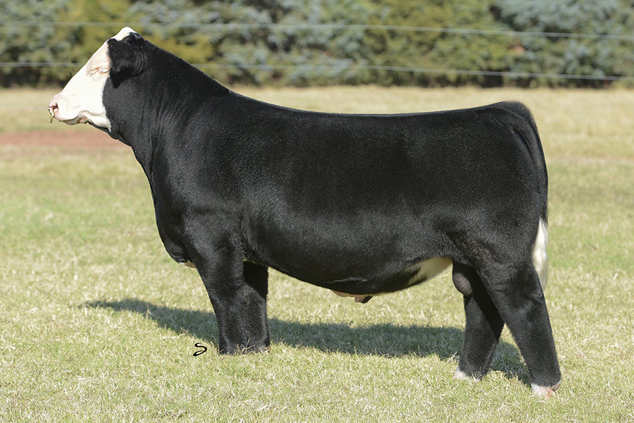 Simmental – Premium Beef Genetics