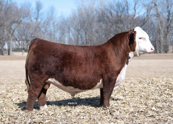 H JR EISENHOWER 0593 ET – Premium Beef Genetics