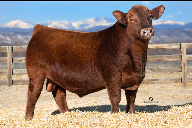 J6 MAXED OUT 121G – Premium Beef Genetics