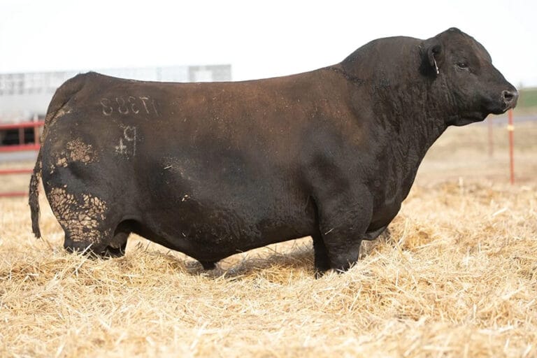 DUFF B AG TROUBADOR 17388 – Premium Beef Genetics