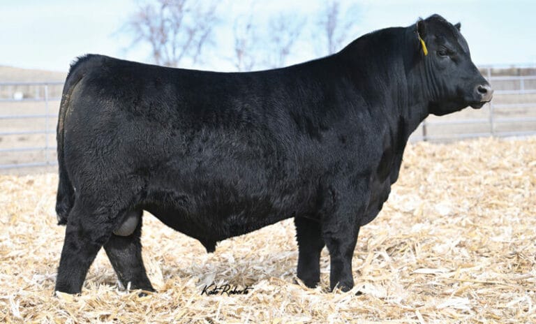 STELLPFLUG HOFFMAN RISEABOVE – Premium Beef Genetics