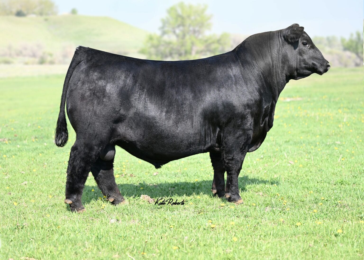 LT DEEP CANYON 2040 – Premium Beef Genetics