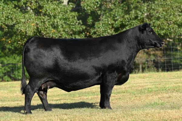 PARTISOVER BURGESS 744 - DAM OF TRADITION