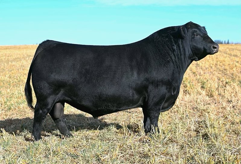 HF ALCATRAZ 60F – Premium Beef Genetics