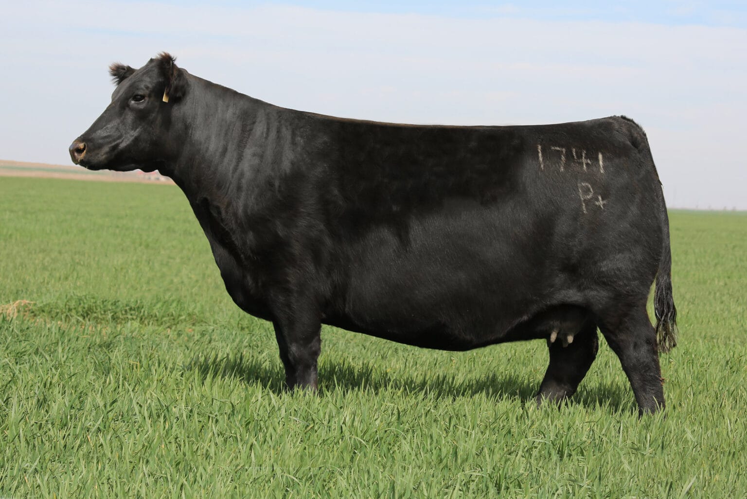 DUFF RENO 2248 – Premium Beef Genetics