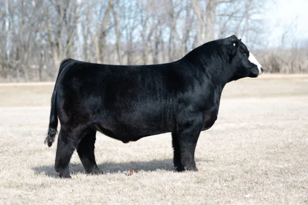 TL ON THE RUN 106K – Premium Beef Genetics